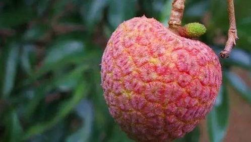 吃荔枝的瓜,探寻夏日果香中的甜蜜诱惑