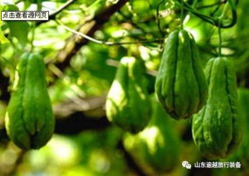 绿菊瓜怎么吃,探索健康美味的烹饪新境界