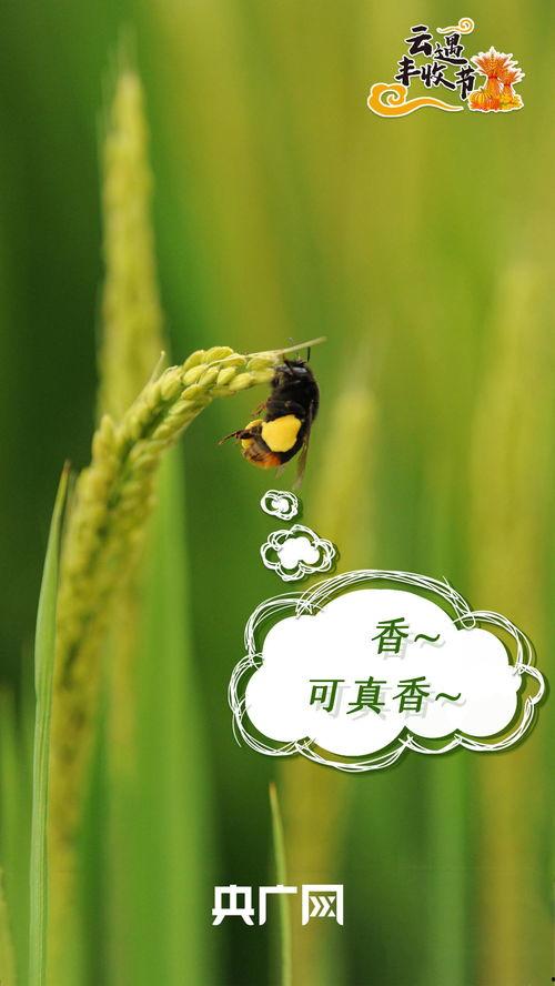 光遇小鸟吃瓜,小鸟吃瓜，揭秘神秘瓜果之谜