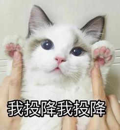 猫猫 吃瓜表情包,萌态百出，笑料横生