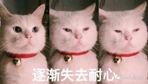 猫猫 吃瓜表情包,萌态百出，笑料横生