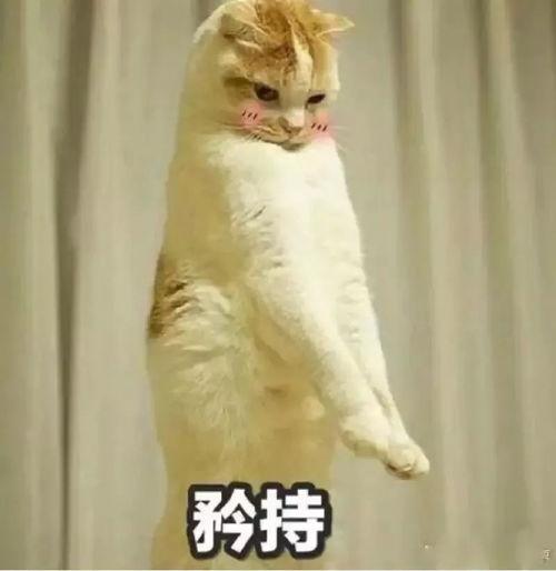 猫猫 吃瓜表情包,萌态百出，笑料横生