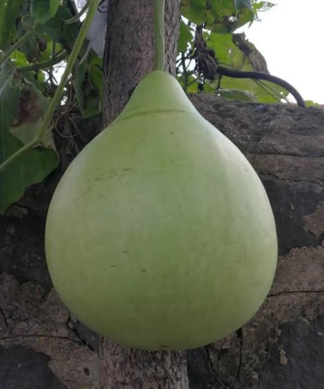 小朋友吃葫芦瓜,小朋友的甜蜜探险记