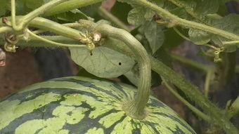 瓜田吃瓜怎么接,揭秘网络热词背后的趣味与哲理