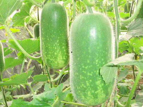 录鸣吃瓜图片,揭秘娱乐圈幕后真相