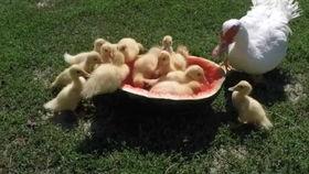 吃瓜鸭哭戏,哭戏演绎感人至深