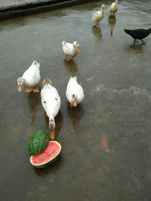 吃瓜鸭哭戏,哭戏演绎感人至深