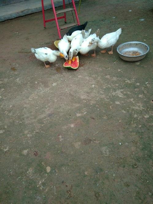 吃瓜鸭哭戏,哭戏演绎感人至深