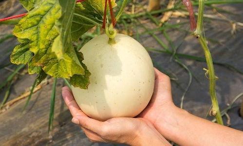 吃喜瓜会上火吗