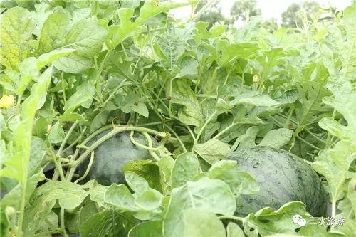 吃瓜钓鱼啥意思,网络热词背后的趣味与智慧