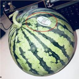 网红吃瓜制品,揭秘网络红人美食新宠