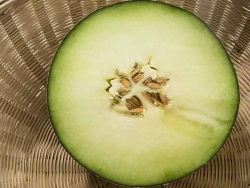 米粒吃蜜瓜