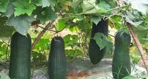 吃花蕾瓜的好处,天然美味，健康生活新选择”