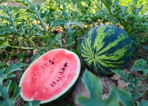 吃花蕾瓜的好处,天然美味，健康生活新选择”