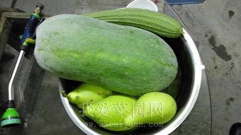 学校吃瓜的地方,揭秘校园里的秘密角落