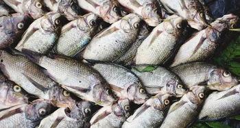 仙桃鱼老板吃瓜,一场意外的美食狂欢