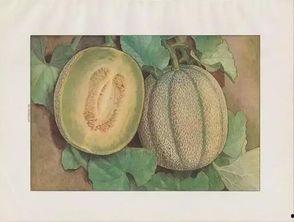 大logo吃静冈蜜瓜,静冈蜜瓜的甜蜜诱惑