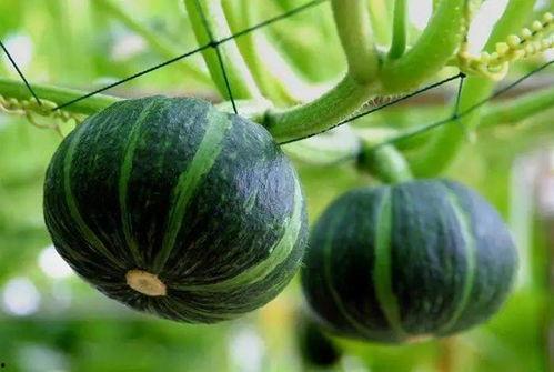 吃瓜西安欧亚,吃瓜者的美食之旅