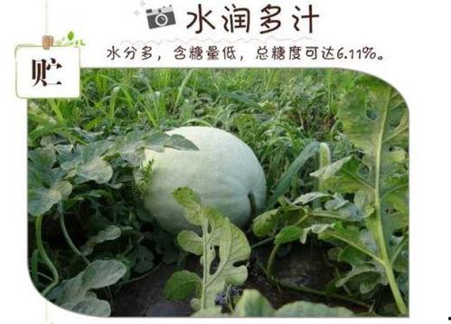 吃白瓜搞笑视频,白瓜美食大作战，搞笑视频带你领略瓜界欢乐