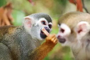 驯养分化 吃瓜,揭秘网络时代的舆论生态