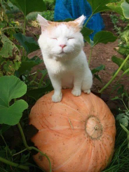 吃瓜猫福袋,趣味与惊喜并存，带你领略不一样的美食之旅