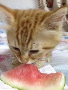 吃瓜猫福袋,趣味与惊喜并存，带你领略不一样的美食之旅