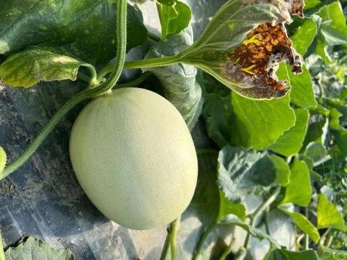 离石上安吃瓜,一场别开生面的吃瓜盛宴