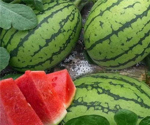 怎样吃大瓜,大瓜的正确食用指南