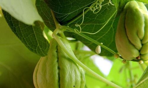 无害吃瓜,轻松享受夏日清凉的秘诀