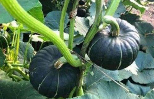 抖音爱可可瓜吃瓜,爱可可瓜吃瓜，揭秘娱乐圈幕后故事