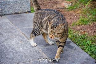 二猫吃瓜群众,揭秘娱乐圈幕后风云