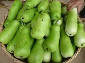 葫芦瓜什么季节吃,夏季清凉佳肴，养生必备