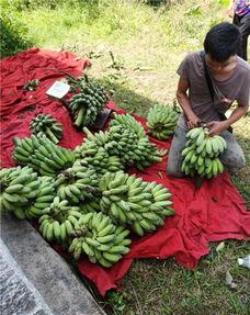 小米蕉吃瓜视频,揭秘娱乐圈幕后故事