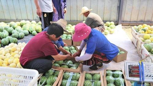 天兴洲吃瓜大会,一场盛大的吃瓜狂欢盛宴