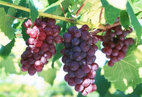 大秦秦始皇在线吃瓜,揭秘古代帝王娱乐生活