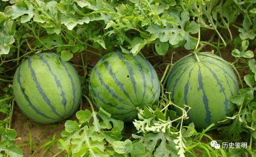 边充气边吃瓜,夏日休闲新风尚