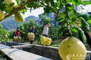 来凤县吃瓜,探寻当地特色美食之旅