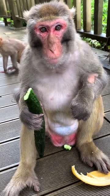 猴吃瓜搞笑