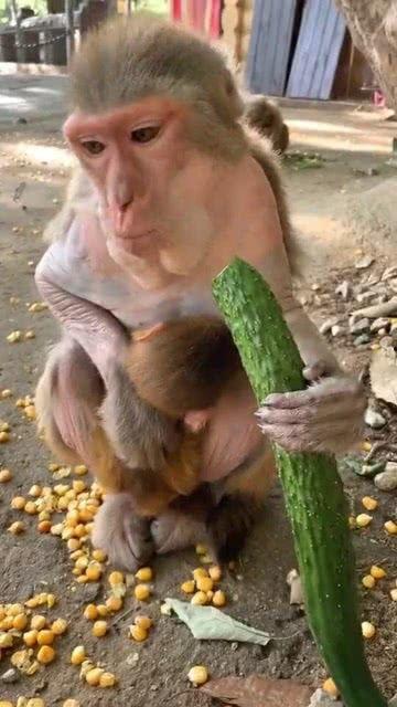 猴吃瓜搞笑