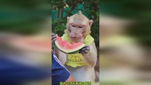 猴吃瓜搞笑