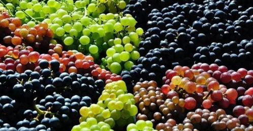 吃葡萄不吐瓜粒子,探寻“吃葡萄不吐瓜粒子”的奥秘