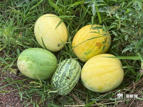 宇宙一流大学com吃瓜吃瓜吃瓜